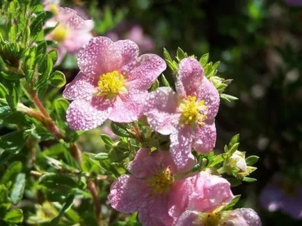Cinquefoil arbust - îngrijire și cultivare, plantare, udare și reproducere