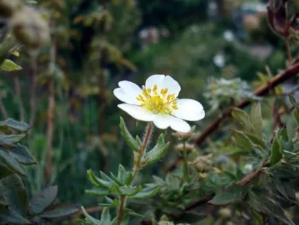 Bloodroot, de plantare și îngrijire