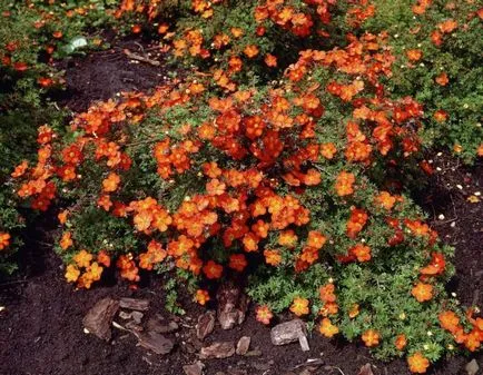 Cinquefoil arbust - îngrijire și cultivare, plantare, udare și reproducere