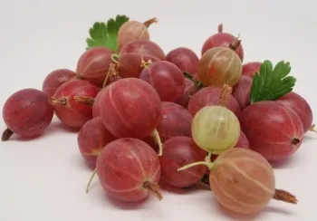 Tratamentul de remedii populare tractului gastro-intestinal (tratament trebuie) Tratamentul de remedii populare tractului gastro-intestinal