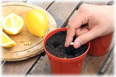 Lemon a oaselor în cultivarea acasă de copac (lamaie dintr-o piatră în cultivarea acasă) Lemon a oaselor în pomicultură acasă