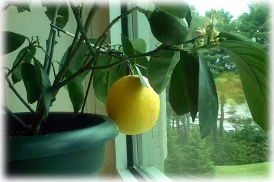 Lemon a oaselor în cultivarea copac acasă (acasă) Lemon a oaselor în pomicultură acasă