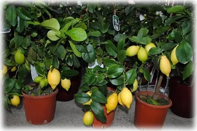 Lemon a oaselor în cultivarea copac acasă (sub) Lemon a oaselor în pomicultură acasă