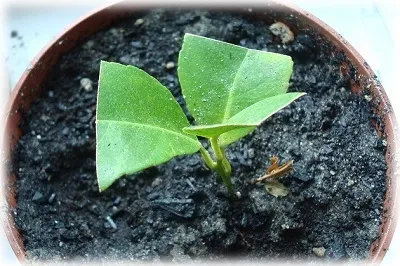 Lemon a oaselor din copac în creștere de origine (osul) Lemon a oaselor în pomicultură acasă