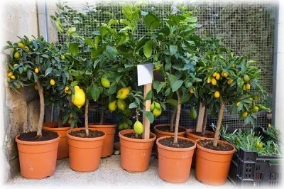 Lemon a oaselor din copac în creștere de origine (osul) Lemon a oaselor în pomicultură acasă