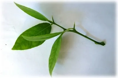Lemon a oaselor în cultivarea acasă de copac (lamaie) Lemon a oaselor în pomicultură acasă