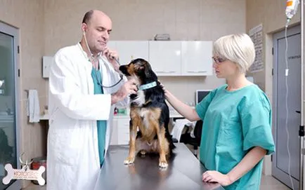 Tratamentul de pneumonie la câini (plămâni) Tratamentul de inflamație pulmonară la câini