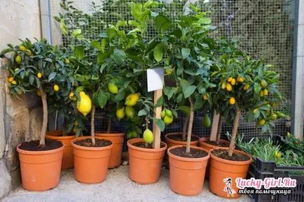 Lamaiul cum să crească în casă să aibă grijă de un copac de lamaie