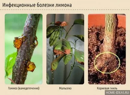 Lemon copac de îngrijire la domiciliu, cum să crească o lamaie de oase la domiciliu