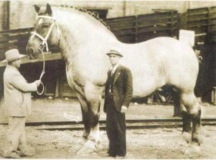 cal, grele