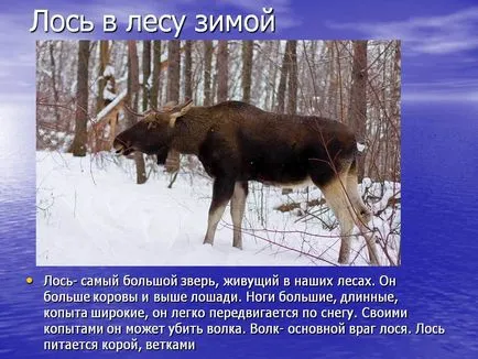 Moose în pădure în timpul iernii - Prezentare 22641-9 (înconjurător) Moose în pădure în timpul iernii - Prezentare 22641-9