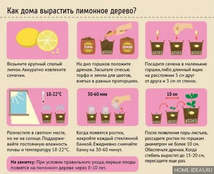 Lemon copac de îngrijire la domiciliu, cum să crească o lamaie de oase la domiciliu
