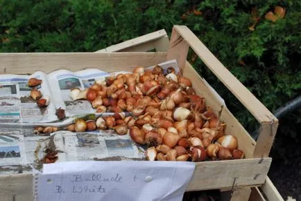 Bulbii de lalele ca tăiate și depozitate în casă, instrucțiunile, videoclipurile și fotografiile (lalele) Bulbii de lalele ca tăiate și depozitate în casă, instrucțiunile, videoclipurile și fotografiile