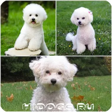 Micul caine cu urechi mari rase miniaturale de top (foto) (urechi) Micul caine cu urechi mari rase miniaturale de top (foto)
