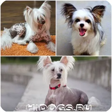 Micul caine cu urechi mari rase miniaturale de top (foto) (Dog) Micul caine cu urechi mari rase miniaturale de top (foto)