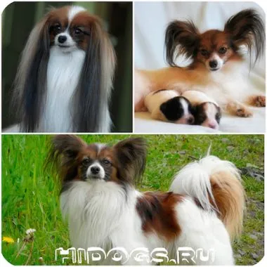 Micul caine cu urechi mari rase miniaturale de top (foto) (mici) Micul caine cu urechi mari rase miniaturale de top (foto)