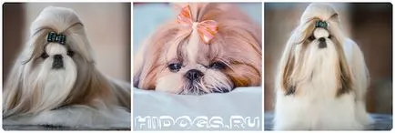 Micul caine cu urechi mari rase miniaturale de top (foto) (toți membrii familiei) Micul caine cu urechi mari rase miniaturale de top (foto)