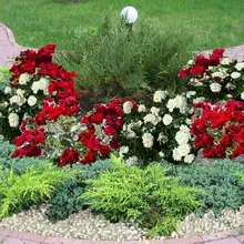 Cea mai bună grădină de trandafiri în site-uri de design fotografie peisaj cu trandafiri (gradina) Cea mai bună grădină de trandafiri în site-uri de design fotografie peisaj cu trandafiri