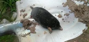 Cele mai bune instrumente și tehnici pentru a combate mole la cabana lor de vară (dacha) Cele mai bune instrumente și tehnici pentru a face față Alunița de lângă casa ei