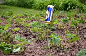 Cele mai bune instrumente și tehnici pentru a face față Alunița de lângă casa ei (metode) Cele mai bune instrumente și tehnici pentru a face față Alunița de lângă casa ei