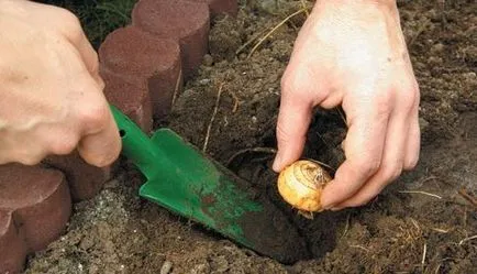 Bulbi de plantare și fertilizare cu mâinile lor (îngrășămînt) plantare bulbi și fertilizarea cu propriile lor mâini