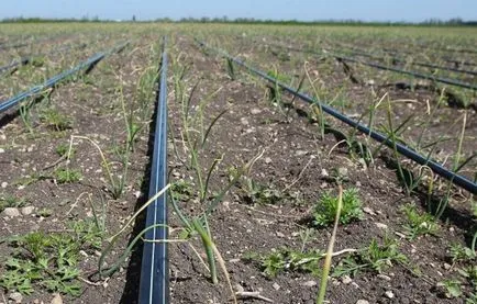 Sfaturi pentru combaterea buruienilor în grădină (produse chimice pentru buruienilor) Sfaturi pentru combaterea buruienilor în grădină