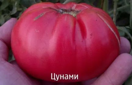 Cele mai bune soiuri de sera tomate roz, mare, timpurie-maturare și hibrid (tomate) Cele mai bune soiuri de sera tomate roz, mare, maturare timpurie și hibride