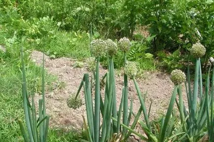 plantare ceapa Welsh înainte de iarnă