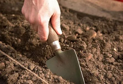 Cultivarea Welsh ceapa și întreținere, soiuri populare, proprietăți benefice (creștere) Cultivarea Welsh ceapa și întreținere, soiuri populare, proprietăți utile
