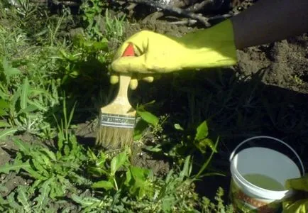 Sfaturi pentru combaterea buruienilor în grădină (produse chimice pentru controlul buruienilor) Sfaturi pentru combaterea buruienilor în grădină