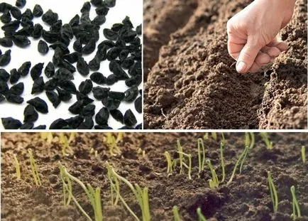 ceapa Welsh plantare aprilie și îngrijire, cultivare (Welsh ceapa) ceapa Welsh plantare aprilie și îngrijire, cultivarea