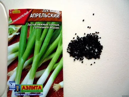 ceapa Welsh de plantare și îngrijire aprilie, în creștere (zile de la apariția) ceapa Welsh plantare aprilie și îngrijire, cultivarea