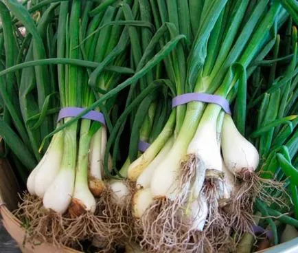 ceapa Welsh plantare aprilie și îngrijire, cultivare (de îngrijire) ceapa Welsh plantare aprilie și îngrijire, cultivarea
