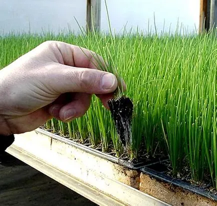 ceapa Welsh plantare aprilie și îngrijire, cultivare (Welsh ceapa) ceapa Welsh plantare aprilie și îngrijire, cultivarea