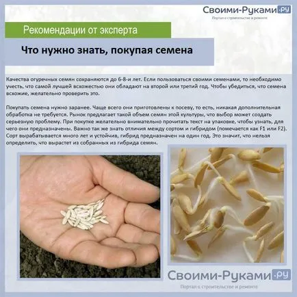 Cele mai bune soiuri de castraveți pentru decaparea și conserve - o analiză detaliată!