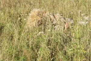camuflaj diavolul