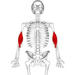 Muscle-sinergici exemple și descrierea