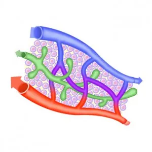 tulburări microcirculației, îmbunătățite (medicamente) (ameliorare) tulburări de microcirculație, imbunatatite (droguri)
