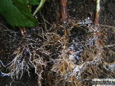 mycorrhizae Plant utilizarea vaccinului mycorrhizal (cerere) micorizei plantelor aplicarea vaccinului micorizei