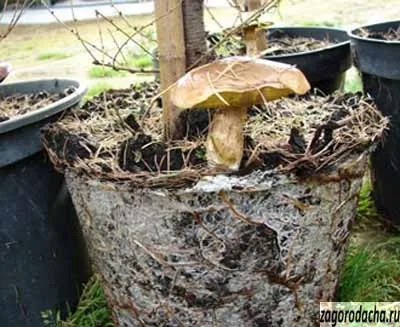 micoriză plantelor, micoriză vaccin (plantă) micorizei plantelor aplicarea vaccinului micorizei