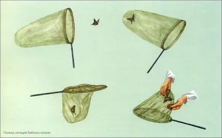 mondială fluture