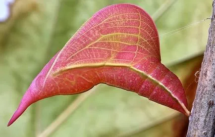 metamorfoza de omizi