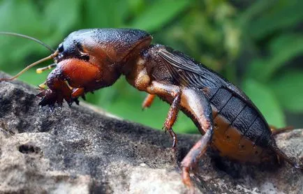Mole cum să-l toate metodele utile de a elimina parazit (crichet) lupta Mole cum să lupta toate metodele utile de eliminare parazit