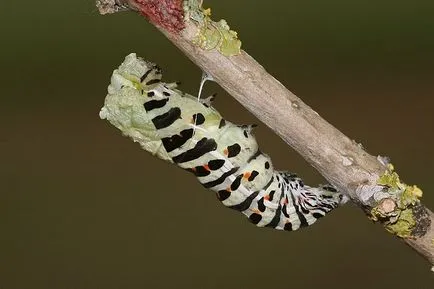 metamorfoza de omizi