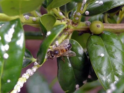 Honeydew - o sursă de miere gustoase și sănătoase