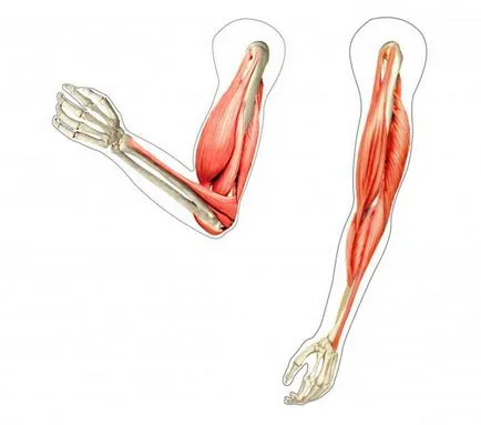 Muscle-sinergici exemple și descrierea
