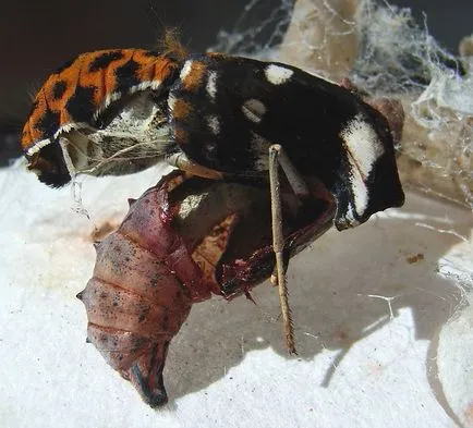 metamorfoza de omizi
