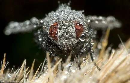Pot dormi face somnul de insecte insecte