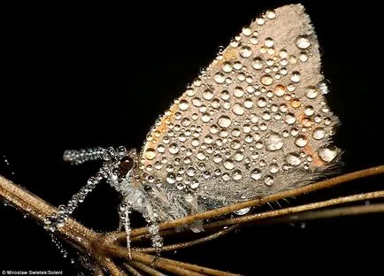 Pot dormi face somnul de insecte insecte