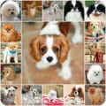 Pug un nume pentru catelul tau, cum de a alege numele mops băiat (foto)